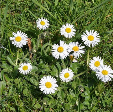 Common Lawn Daisy | Bellis Perennis | 500+ seeds | Native Wildflower