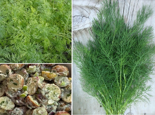 Dill Seeds | Anethum Graveolens 'Herkules" | 6000+ seeds | Koper Ogrodowy