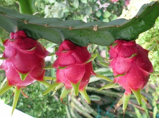 Dragon Fruit (Hylocereus Undatus) 20+ seeds | Pitaya