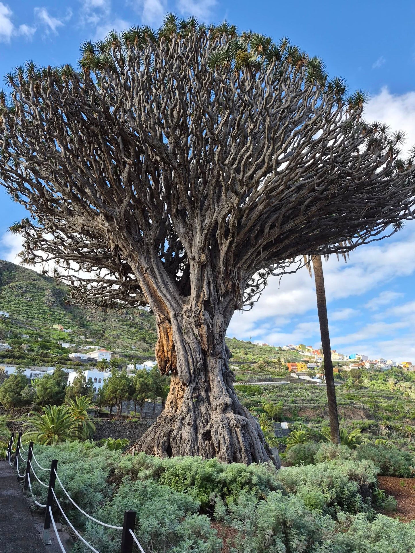 Dragon Tree seeds | Dracaena Draco | 10+ seeds | Dragon Blood Palm
