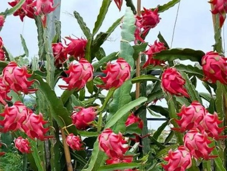 Grow Your Own Dragon Fruit Kit | Indoor Fun & Educational | Gift