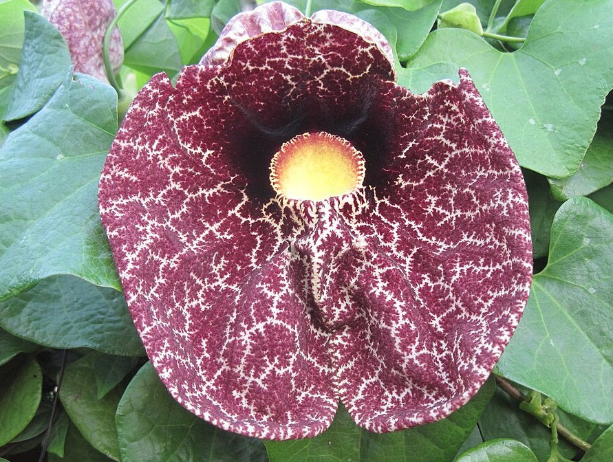 Dutchman's Pipe | Aristolochia Littoralis | 10 seeds | Rare exotic plant