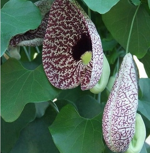 Dutchman's Pipe | Aristolochia Littoralis | 10 seeds | Rare exotic plant
