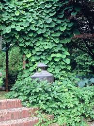 Dutchman's Pipe | Aristolochia Littoralis | 10 seeds | Rare exotic plant