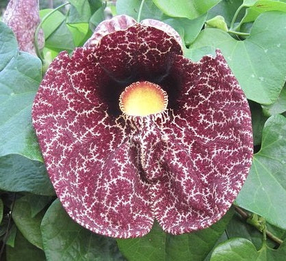 Dutchman's Pipe | Aristolochia Littoralis | 10 seeds | Rare exotic plant