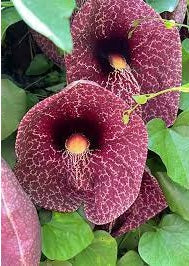 Dutchman's Pipe | Aristolochia Littoralis | 10 seeds | Rare exotic plant