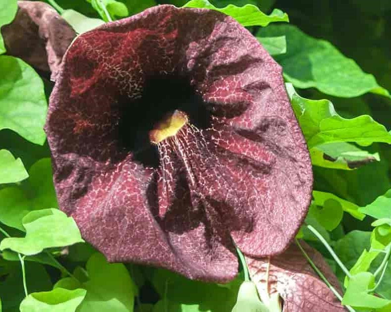 Dutchman's Pipe | Aristolochia Littoralis | 10 seeds | Rare exotic plant