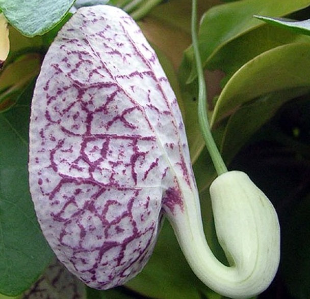 Dutchman's Pipe | Aristolochia Littoralis | 10 seeds | Rare exotic plant