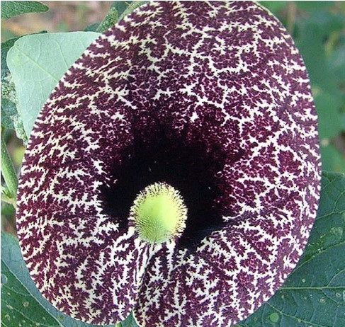 Dutchman's Pipe | Aristolochia Littoralis | 10 seeds | Rare exotic plant