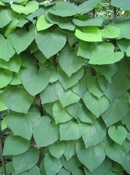 Dutchman's Pipe | Aristolochia Littoralis | 10 seeds | Rare exotic plant