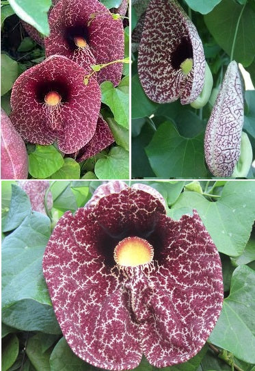 exotic plant seeds uk Dutchman's Pipe | Aristolochia Littoralis | 10 seeds