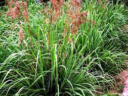 East Indian Lemon Grass seeds | Cymbopogon Flexuosus | 200+ seeds | Cochin Grass