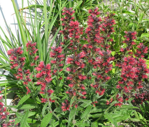 Echium Russicum | 20+ seeds | Hardy Biennial | Bees & Pollenators