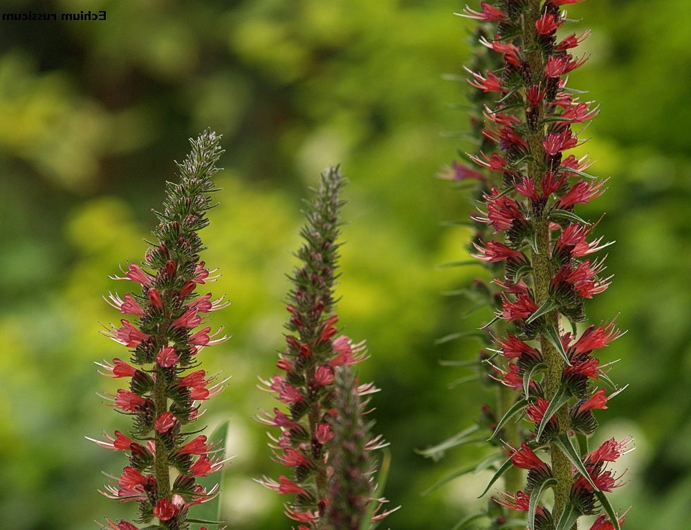 Echium Russicum | 20+ seeds | Hardy Biennial | Bees & Pollenators