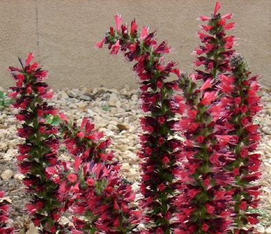 Echium Russicum | 20+ seeds | Hardy Biennial | Bees & Pollenators