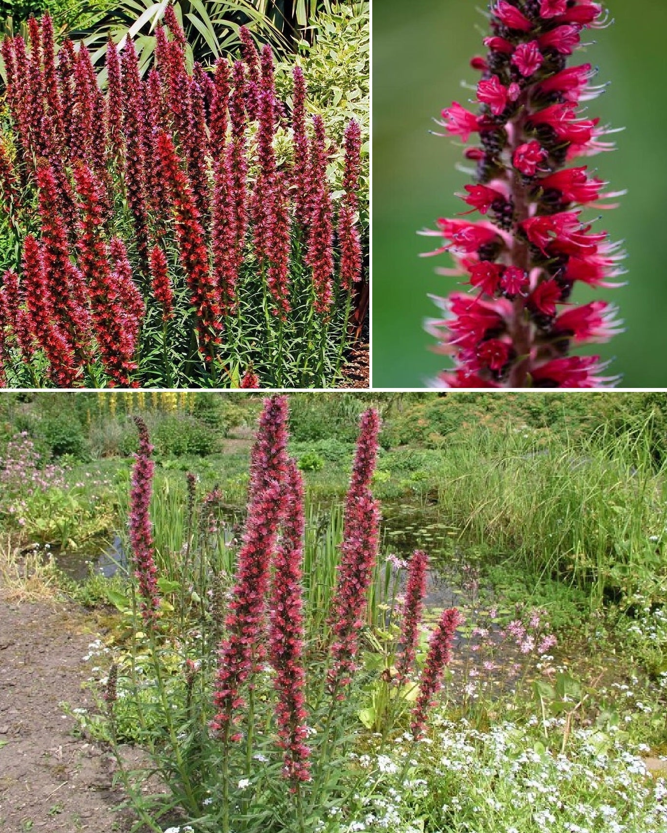 Echium Russicum | 20+ seeds | Hardy Biennial | Bees & Pollenators