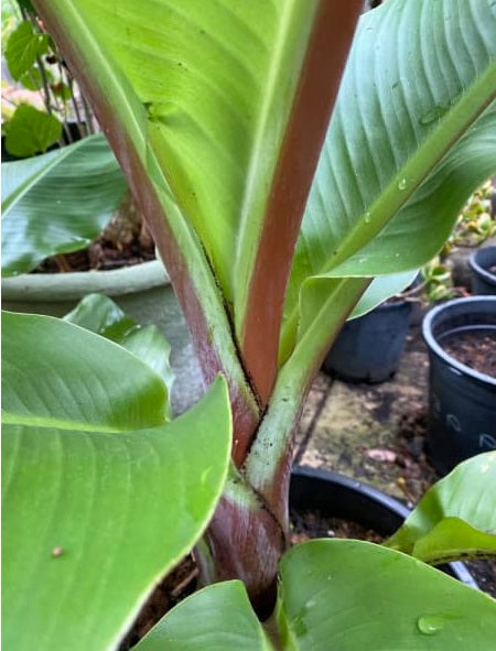 Ethiopian Red Banana | Ensete Ventricosum | 5 seeds