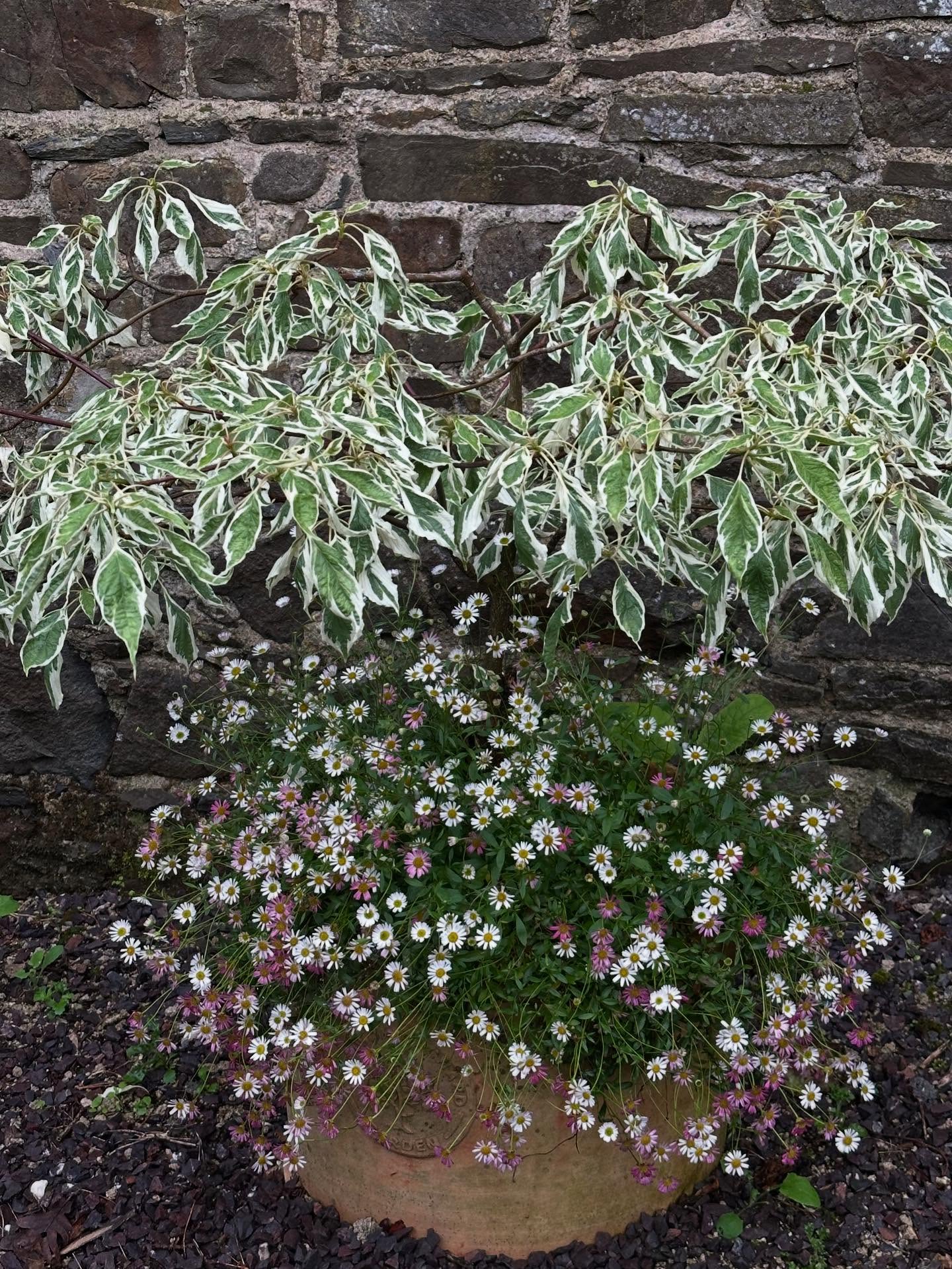 Erigeron Karvinskianus Profusion | 100+ seeds | Mexican Fleabane RHS Gold Medal