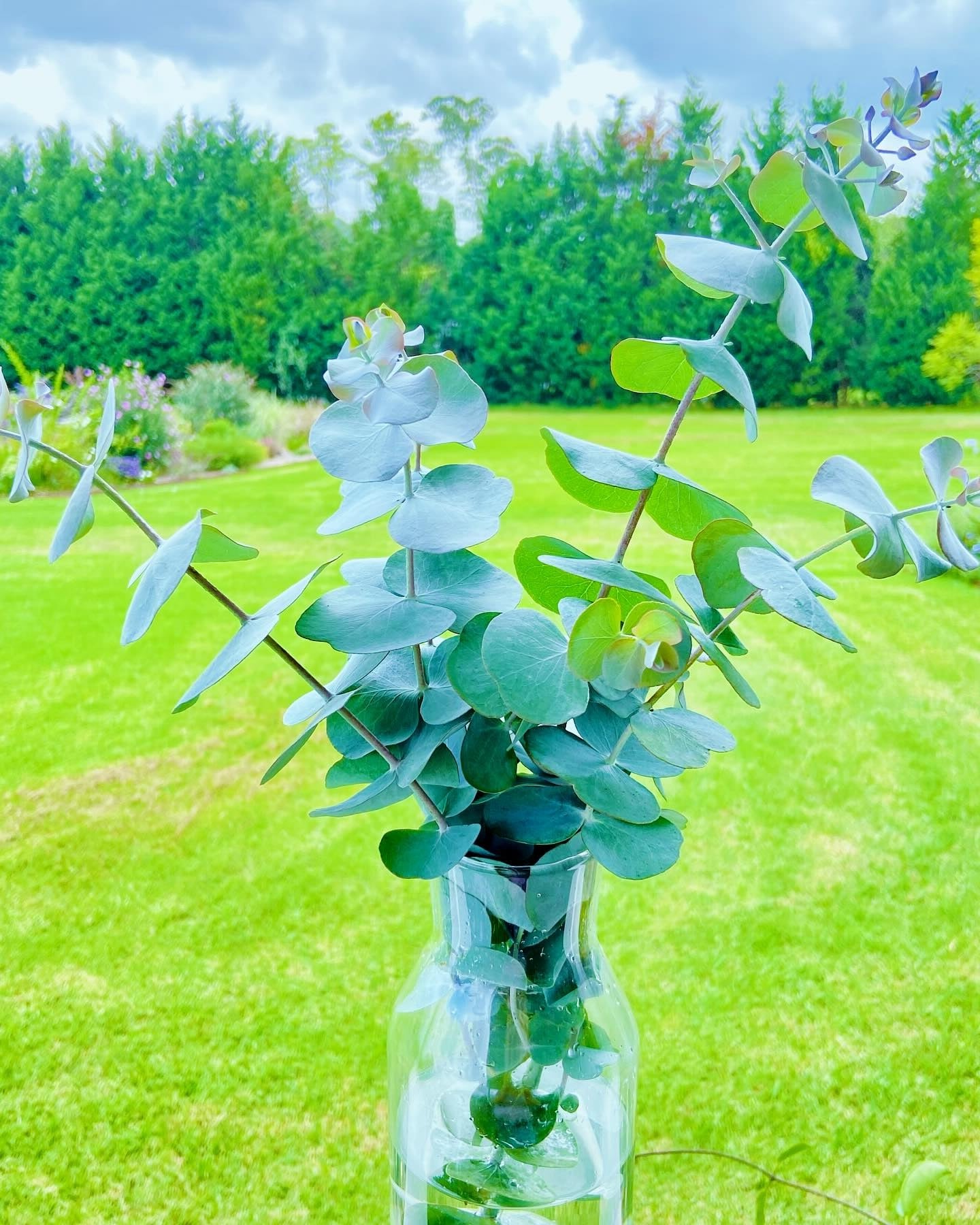 Eucalyptus Cinerea | 20+ seeds | Silver Dollar Tree