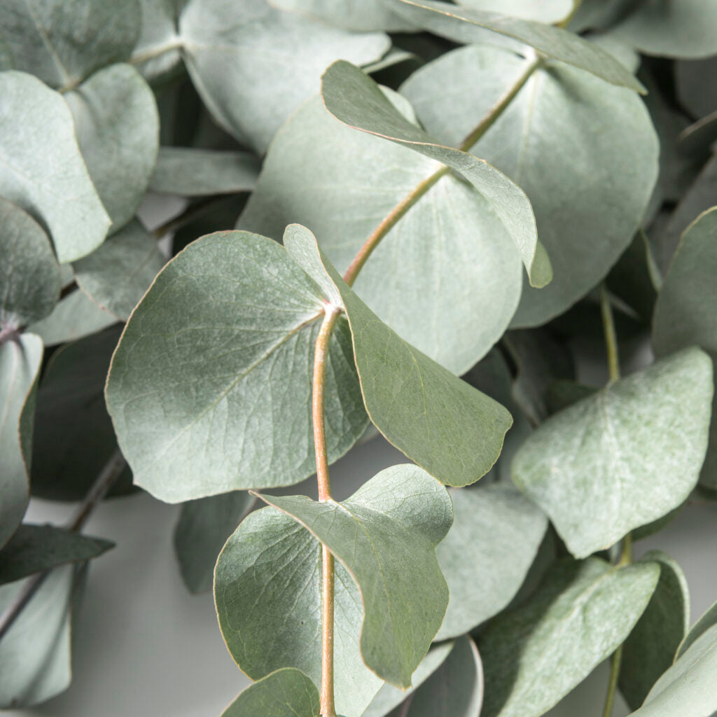 Eucalyptus Cinerea | 20+ seeds | Silver Dollar Tree