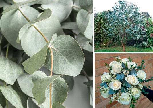Eucalyptus Cinerea | 20+ seeds | Silver Dollar Tree