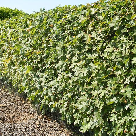 Field Maple (Acer Campestre) | 75+ Seeds | Native Broad Leaf | Hedging