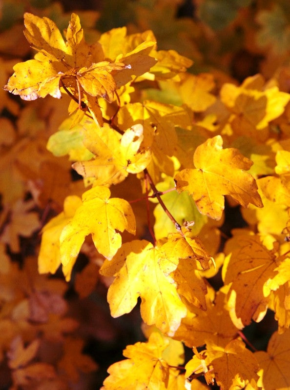 Field Maple (Acer Campestre) | 75+ Seeds | Native Broad Leaf | Hedging