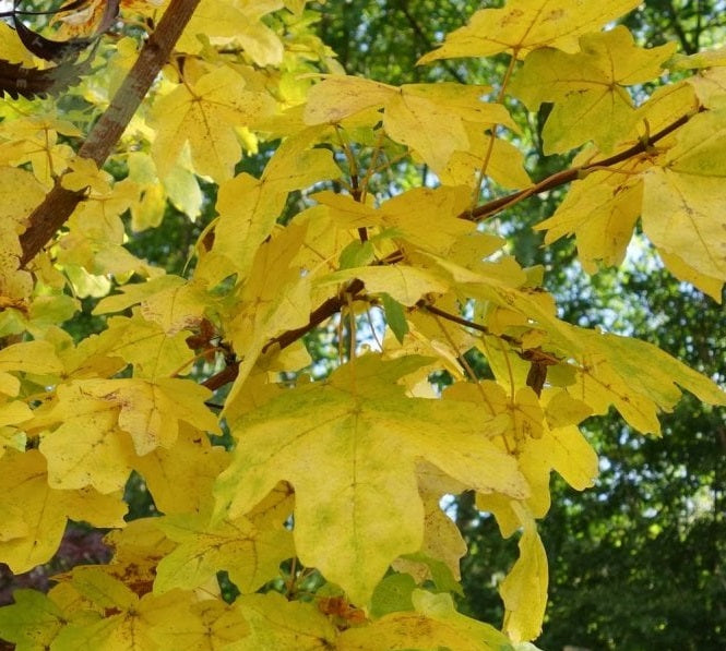 Field Maple (Acer Campestre) | 75+ Seeds | Native Broad Leaf | Hedging