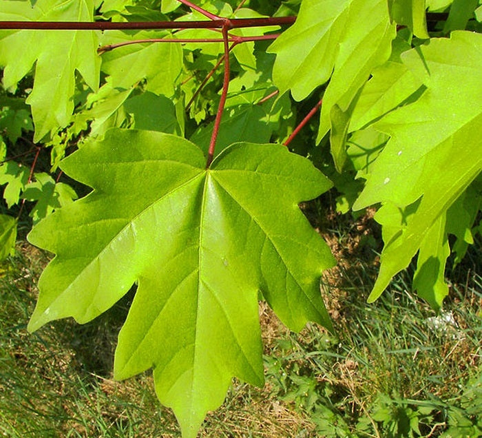 Field Maple (Acer Campestre) | 75+ Seeds | Native Broad Leaf | Hedging