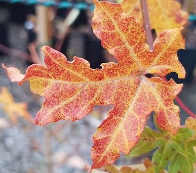 Field Maple (Acer Campestre) | 75+ Seeds | Native Broad Leaf | Hedging