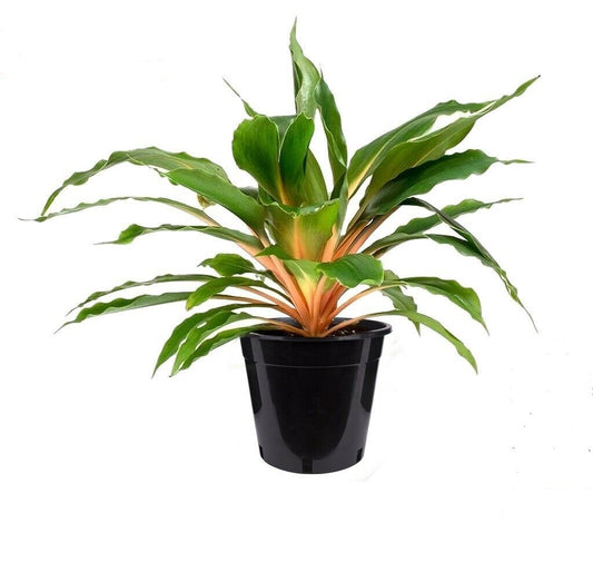 Chlorophytum Filipendulum ‘Fire Flash’ | RARE | 5 Seeds