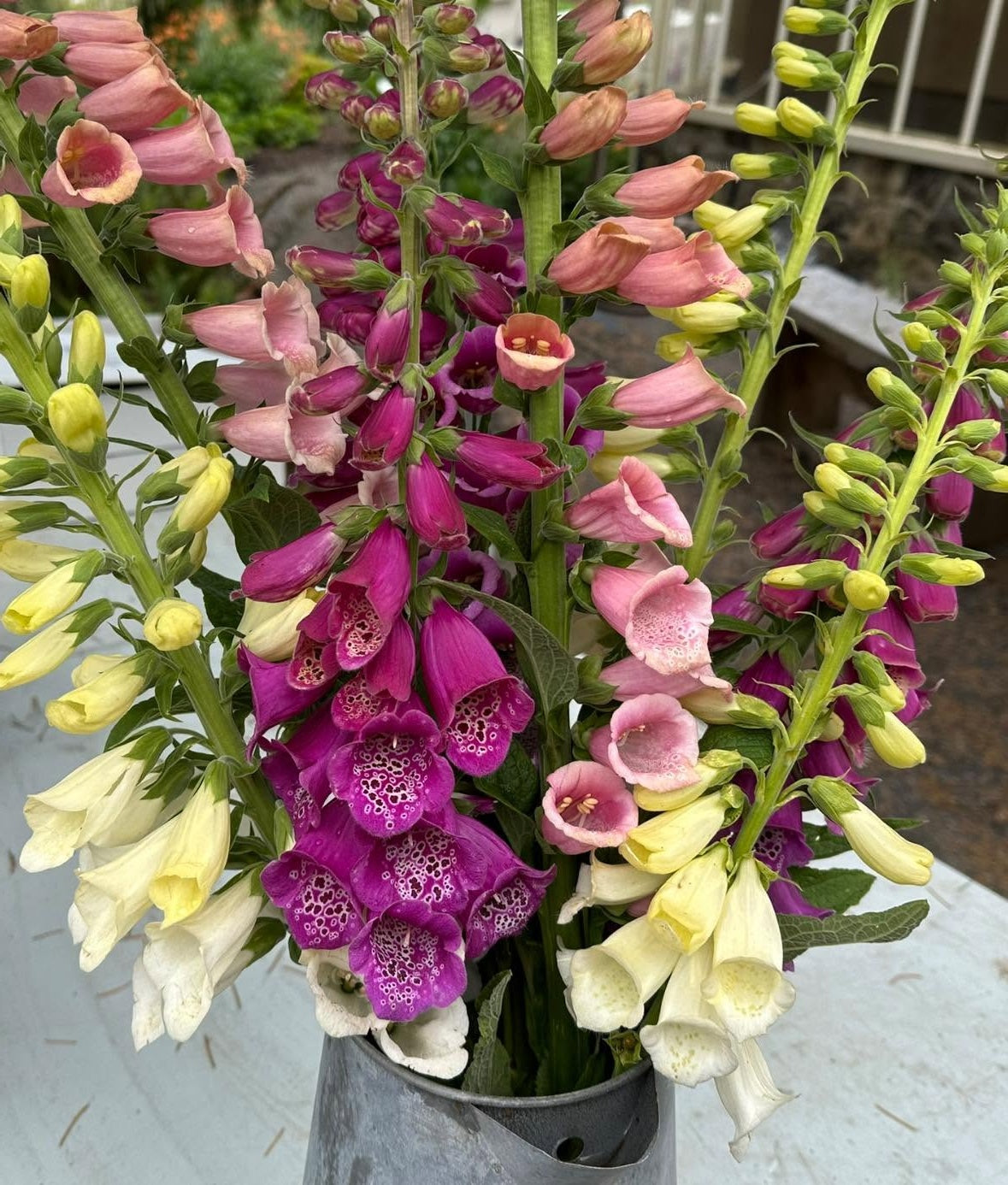 Foxglove Seeds | Mixed Colours | 13,000+ Seeds | Pollenators | Cut Flowers