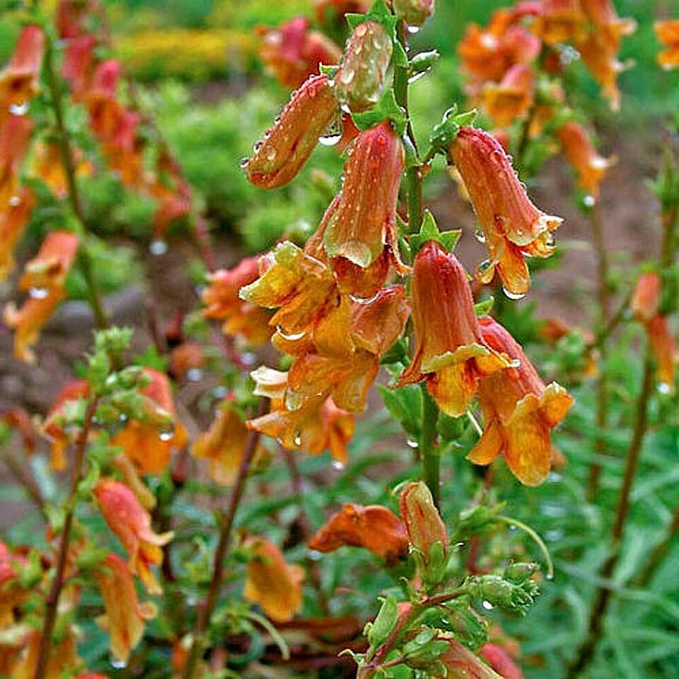 Foxglove "Sunset" | Digitalis Obscura | 50+ seeds | Shade Tolerant
