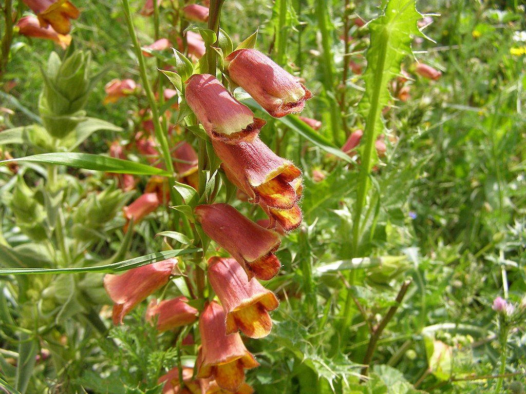 Foxglove "Sunset" | Digitalis Obscura | 50+ seeds | Shade Tolerant