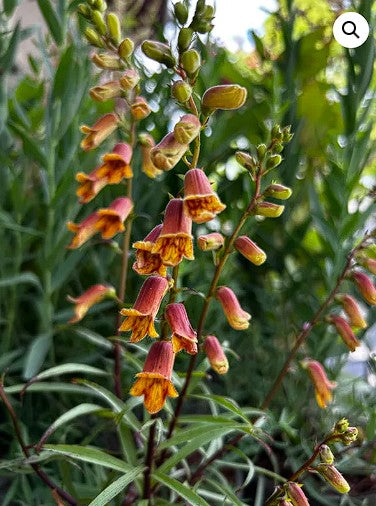 Foxglove "Sunset" | Digitalis Obscura | 50+ seeds | Shade Tolerant