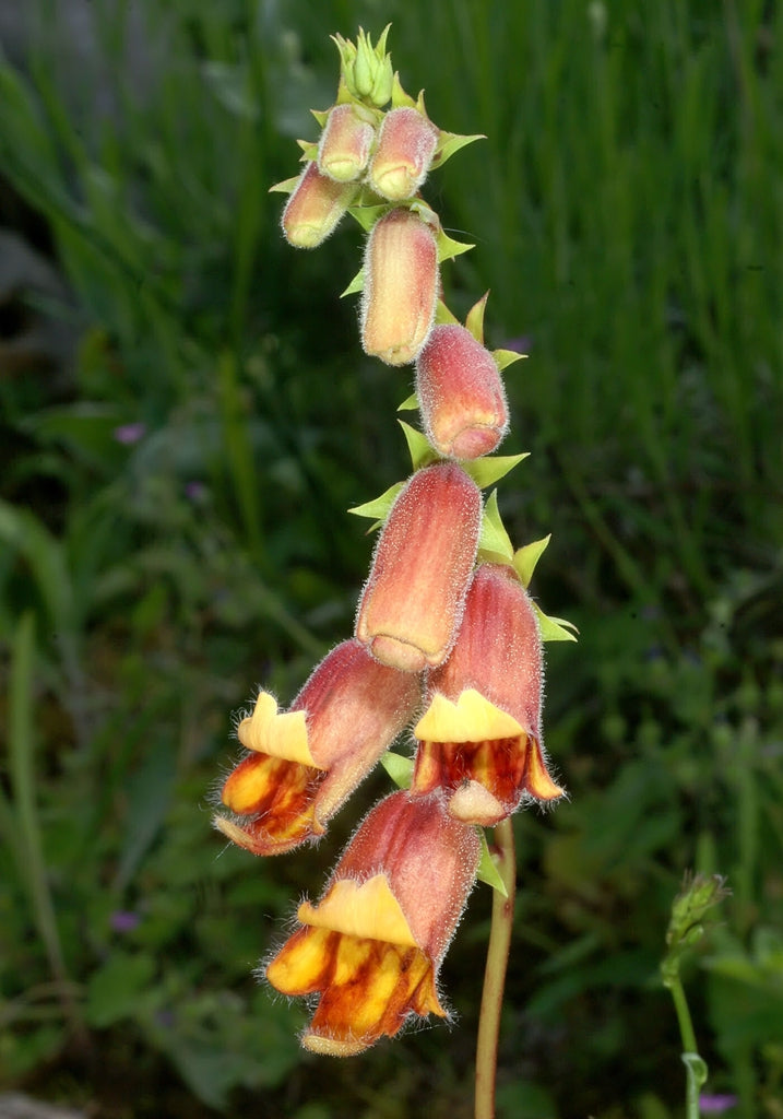 Foxglove "Sunset" | Digitalis Obscura | 50+ seeds | Shade Tolerant