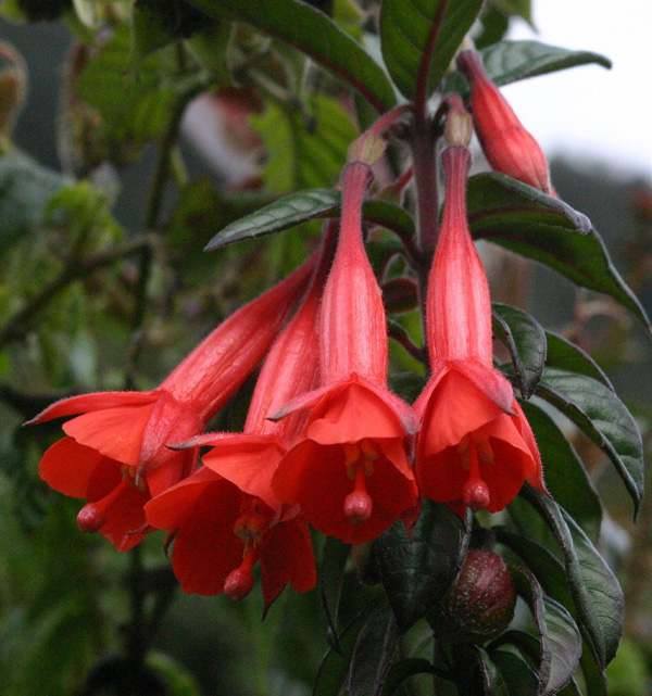 Fuchsia Vulcanica | "Lady's Eardrops" 20+ seeds | Stunning & Rare
