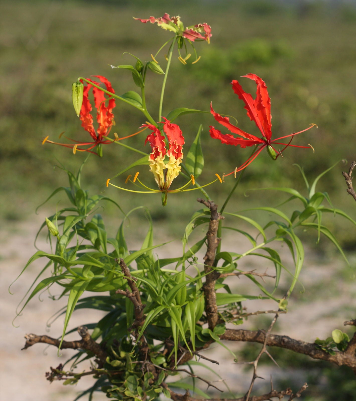 Flame Lily (Gloriosa Superba) | 20+ seeds | Fire Lily