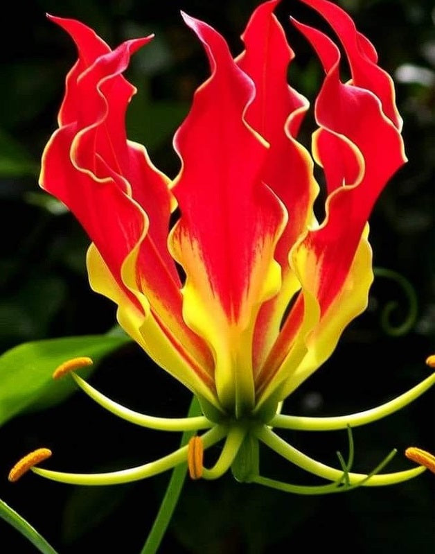 Flame Lily (Gloriosa Superba) | 20+ seeds | Fire Lily