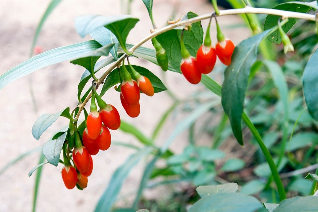 Goji Berry | 25+seeds | Wolfberry 枸杞 | UK Hardy