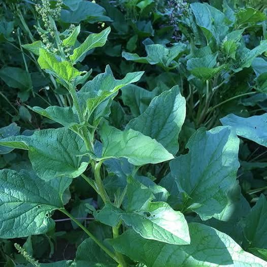 Good King Henry seed | Blitum Bonus-Henricus | 150+ seeds Heritage Perennial