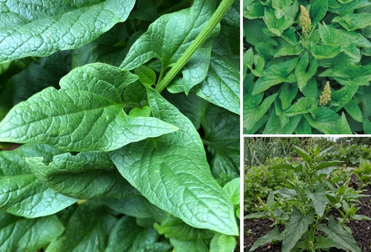 Good King Henry seed | Blitum Bonus-Henricus | 150+ seeds Heritage Perennial