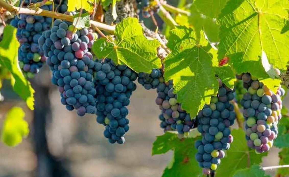 Organic Grape Seeds "Lidia" | 10+ | Very Hardy - Ukrainian |