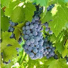 Organic Grape Seeds "Lidia" | 10+ | Very Hardy - Ukrainian |