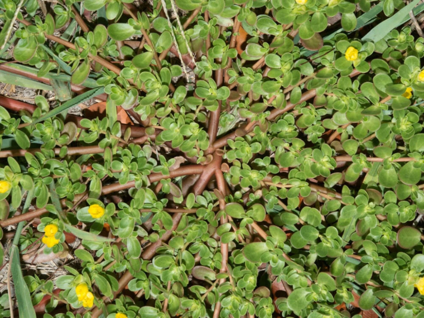 Green Purslane seeds | Portulaca Oleracea | 2500+ Seeds | Microgreens | Salads