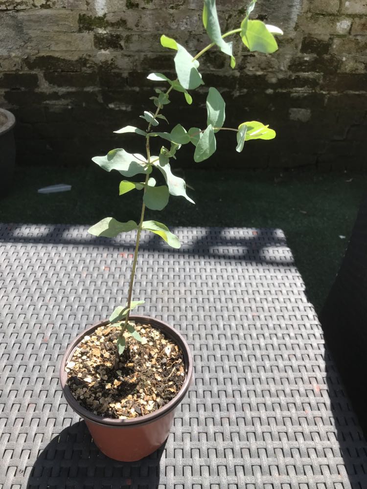 Cider Gum (Eucalyptus Gunnii) Tree in 13cm pot | Aromatic Foliage