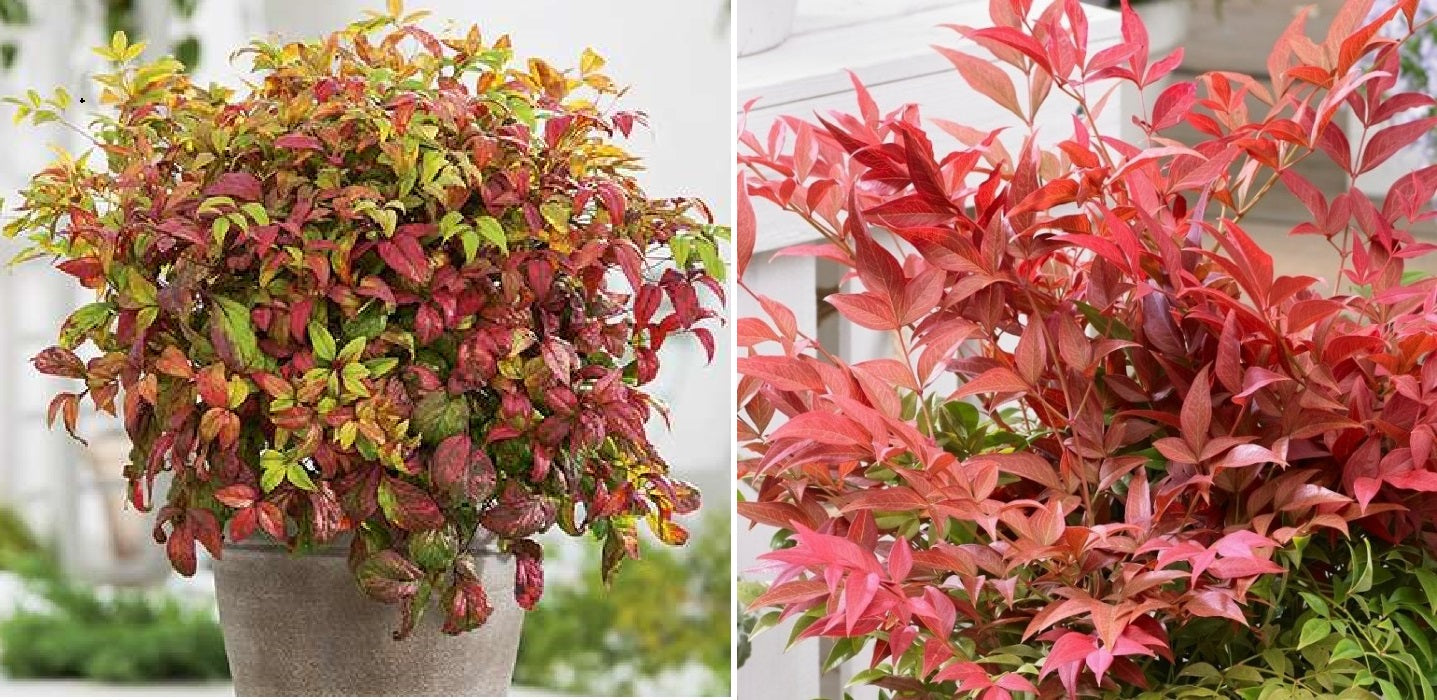Heavenly Bamboo (Nandina Domestica) | 10+ seeds | House plant, containers or border