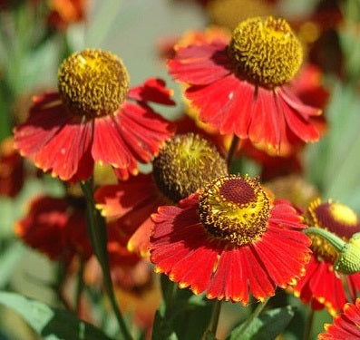 Helenium Autumnale "Red Shades" 50+ Seeds | Bees