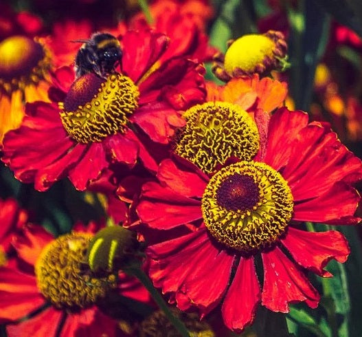 Helenium Autumnale "Red Shades" 50+ Seeds | Bees