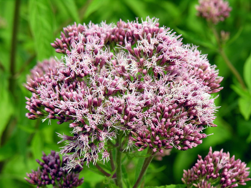 Hemp Agrimony | Eupatorium Cannabinum | Bees | Butterflies
